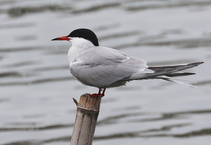 Sterna hirundo