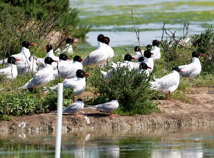 Ichthyaetus melanocephalus-41