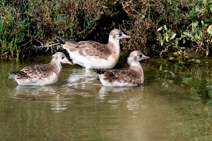 Chroicocephalus ridibundus-121
