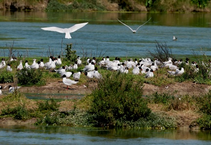 Ichthyaetus melanocephalus-4