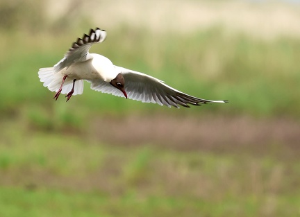 Chroicocephalus ridibundus-82