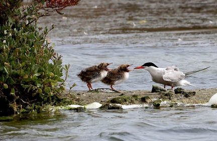 Sterna hirundo-3