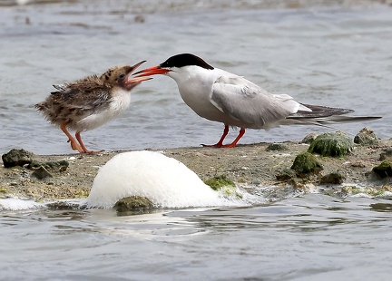 Sterna hirundo-4