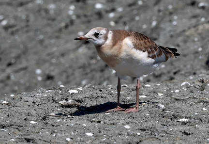 Chroicocephalus ridibundus-122