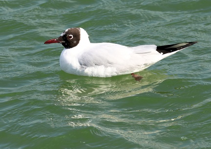 Chroicocephalus ridibundus-111