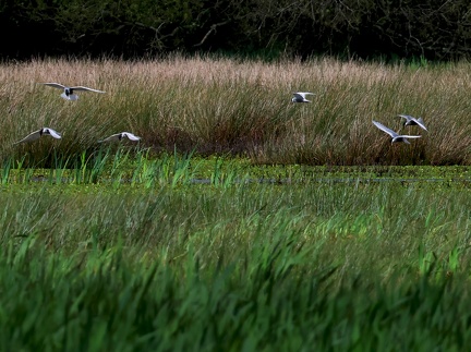 Chlidonias hybrida-2