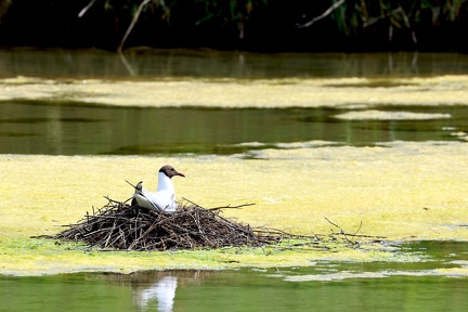 Chroicocephalus ridibundus-81