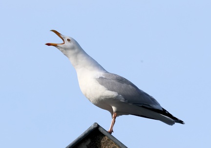 Larus michahellis
