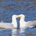 Larus michahellis-1