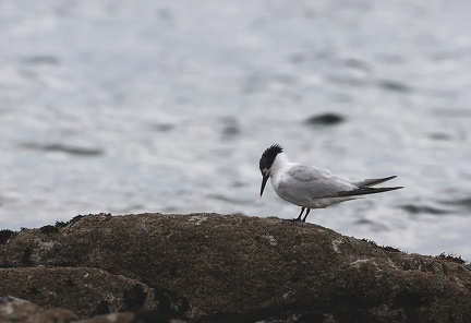 Thalasseus sandvicensis