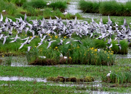 Chlidonias hybrida-5