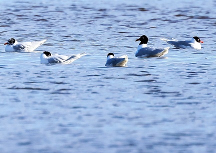 Ichthyaetus melanocephalus