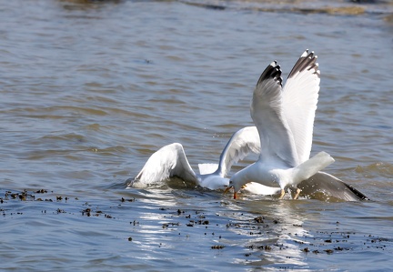 Larus michahellis-21