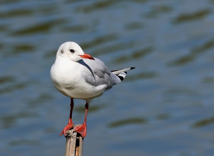 Chroicocephalus ridibundus-9