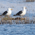 Larus fuscus