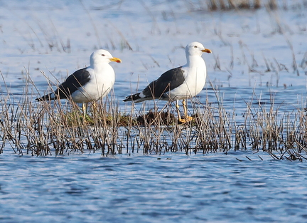Larus fuscus