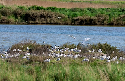 Ichthyaetus melanocephalus