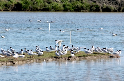 Ichthyaetus melanocephalus-11