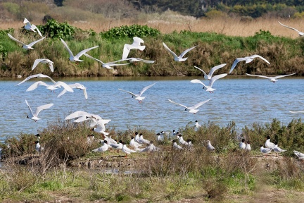 Ichthyaetus melanocephalus-12