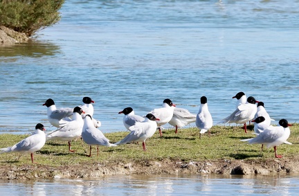 Ichthyaetus melanocephalus-13