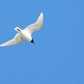 Ichthyaetus melanocephalus-14