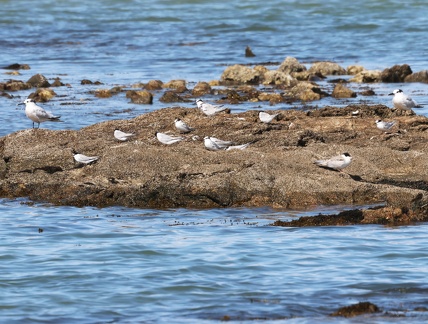 Thalasseus sandvicensis-3