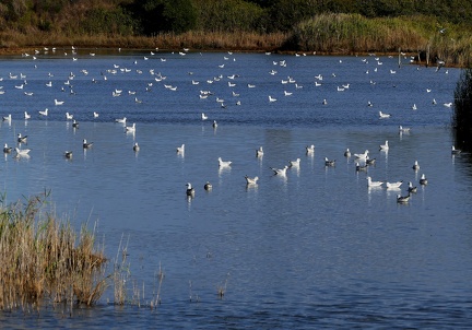 Chroicocephalus ridibundus-5