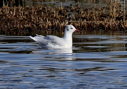 Chroicocephalus ridibundus-3