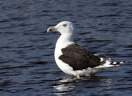 Larus marinus-2