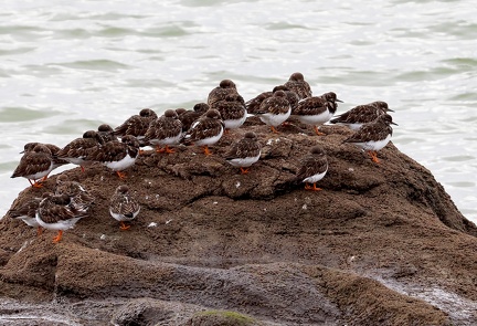 Arenaria interpres-2