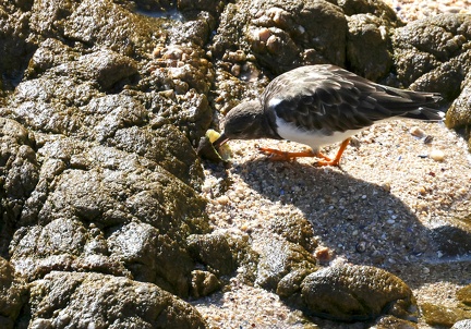 Arenaria interpres-4