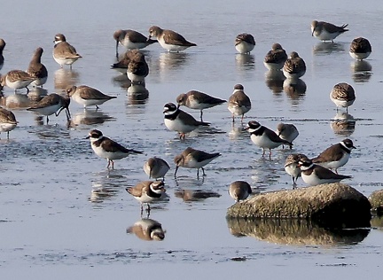 Charadrius hiaticula