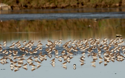 Charadrius hiaticula-3