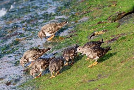 Arenaria interpres-5