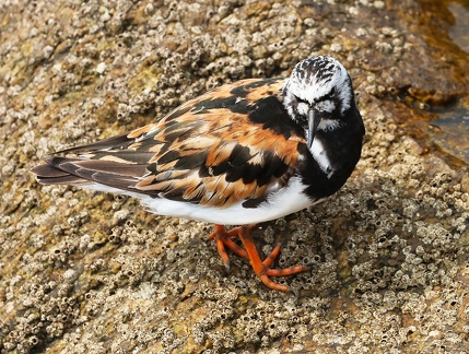 Arenaria interpres-05