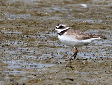 Charadrius hiaticula-1