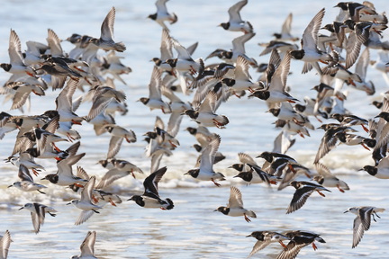 Arenaria interpres-6