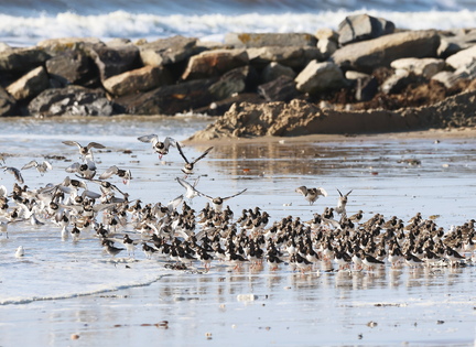 Arenaria interpres-61