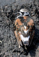 Arenaria interpres-02