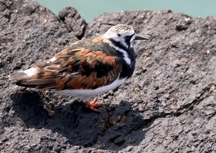 Arenaria interpres-01