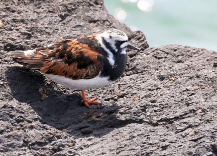 Arenaria interpres-04