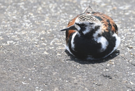 Arenaria interpres-03