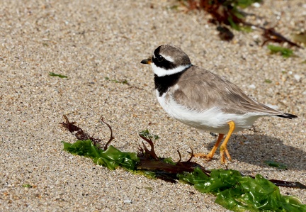 Charadrius hiaticula-2