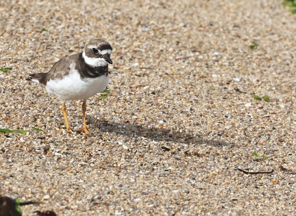 Charadrius hiaticula-21