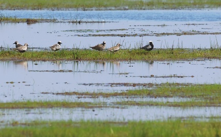 Pluvialis squatarola-03