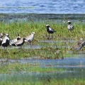 Pluvialis squatarola-02