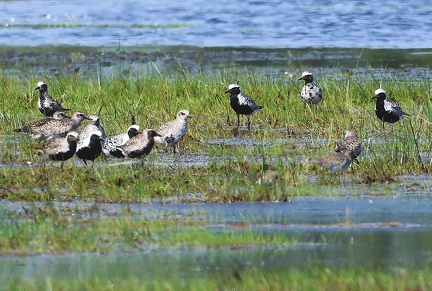 Pluvialis squatarola-02