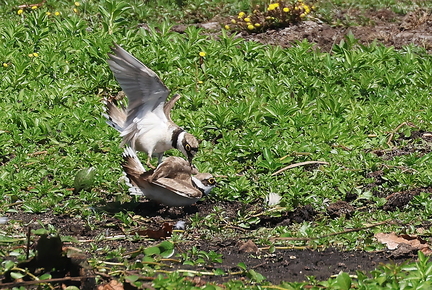 Charadrius dubius--40