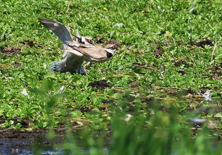 Charadrius dubius-41