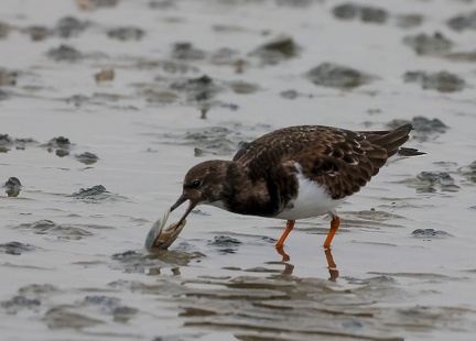 Arenaria interpres-41